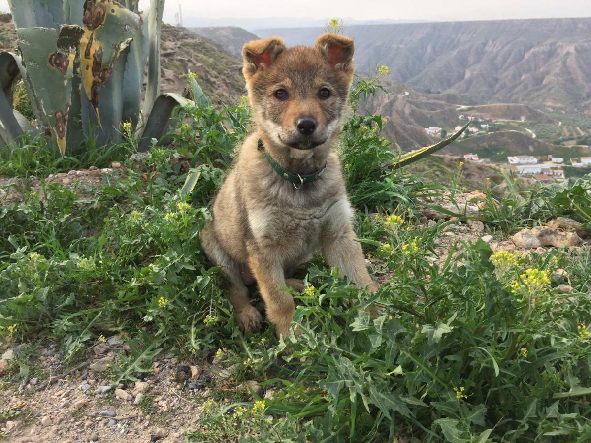 Cuevas El Torriblanco Konuk evi Gorafe Dış mekan fotoğraf